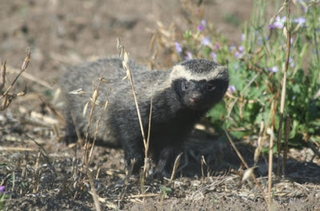Illustration for article titled Monday Mustelid - Lyncodon patagonicus Edition